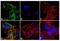 Neurotrophic Receptor Tyrosine Kinase 3 antibody, 701985, Invitrogen Antibodies, Immunofluorescence image 