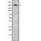 Spectrin Alpha, Non-Erythrocytic 1 antibody, abx218748, Abbexa, Western Blot image 