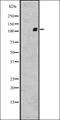 Adhesion G Protein-Coupled Receptor G2 antibody, orb335568, Biorbyt, Western Blot image 