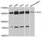 Signal-Induced Proliferation-Associated 1 antibody, A12253, ABclonal Technology, Western Blot image 