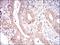 Eukaryotic Translation Initiation Factor 2A antibody, NBP2-37279, Novus Biologicals, Immunohistochemistry frozen image 