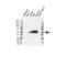 CD79a antibody, VMA00468, Bio-Rad (formerly AbD Serotec) , Western Blot image 