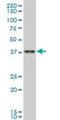 Transcription Factor AP-4 antibody, H00007023-M02, Novus Biologicals, Western Blot image 