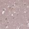 Transmembrane Protein 135 antibody, HPA069473, Atlas Antibodies, Immunohistochemistry paraffin image 