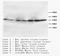 CD40 Ligand antibody, orb18019, Biorbyt, Western Blot image 