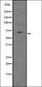 GLIS Family Zinc Finger 1 antibody, orb336804, Biorbyt, Western Blot image 