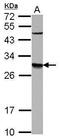 Dolichyl-Phosphate Mannosyltransferase Subunit 1, Catalytic antibody, PA5-28381, Invitrogen Antibodies, Western Blot image 