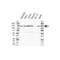 Thyroid Hormone Receptor Associated Protein 3 antibody, VPA00342, Bio-Rad (formerly AbD Serotec) , Western Blot image 