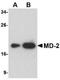 Lymphocyte Antigen 96 antibody, NBP1-75513, Novus Biologicals, Western Blot image 