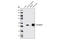 Tubulin Beta 3 Class III antibody, 5568S, Cell Signaling Technology, Western Blot image 