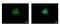 ATP Citrate Lyase antibody, PA5-29497, Invitrogen Antibodies, Immunofluorescence image 