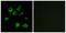 Hypocretin Receptor 1 antibody, LS-C120930, Lifespan Biosciences, Immunofluorescence image 