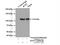 RTF1 Homolog, Paf1/RNA Polymerase II Complex Component antibody, 12170-1-AP, Proteintech Group, Immunoprecipitation image 