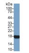 Peptidylprolyl Isomerase A antibody, LS-C301866, Lifespan Biosciences, Western Blot image 