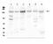 Histone Deacetylase 5 antibody, A01230-5, Boster Biological Technology, Western Blot image 