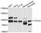 THO Complex 5 antibody, abx126700, Abbexa, Western Blot image 