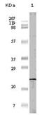 Eukaryotic Translation Initiation Factor 4E Binding Protein 1 antibody, AM06150PU-N, Origene, Western Blot image 