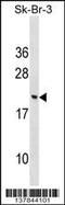 Cornichon Family AMPA Receptor Auxiliary Protein 3 antibody, 59-258, ProSci, Western Blot image 