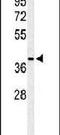 Poly(ADP-ribose) glycohydrolase ARH3 antibody, PA5-26728, Invitrogen Antibodies, Western Blot image 