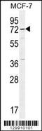 Otopetrin 3 antibody, 56-111, ProSci, Western Blot image 