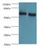 ATPase Family AAA Domain Containing 3B antibody, LS-C377727, Lifespan Biosciences, Western Blot image 