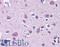 Ubiquitin Specific Peptidase 10 antibody, LS-B5278, Lifespan Biosciences, Immunohistochemistry frozen image 