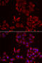 Methionine Sulfoxide Reductase A antibody, STJ114338, St John