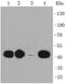 C-C Motif Chemokine Receptor 7 antibody, NBP2-67324, Novus Biologicals, Western Blot image 