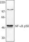 Nuclear Factor Kappa B Subunit 1 antibody, LS-B1668, Lifespan Biosciences, Western Blot image 