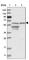 Integrator Complex Subunit 11 antibody, HPA028379, Atlas Antibodies, Western Blot image 