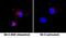 MET antibody, AF2480, R&D Systems, Immunofluorescence image 