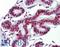 FUS RNA Binding Protein antibody, LS-B3538, Lifespan Biosciences, Immunohistochemistry frozen image 