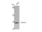 C-X-C Motif Chemokine Receptor 3 antibody, STJ92526, St John