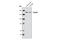 Contactin Associated Protein Like 2 antibody, 3731S, Cell Signaling Technology, Western Blot image 