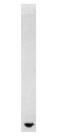 Resistin antibody, GTX11430, GeneTex, Western Blot image 