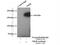 Glutamate Ionotropic Receptor NMDA Type Subunit 2B antibody, 19954-1-AP, Proteintech Group, Immunoprecipitation image 