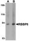 RB Binding Protein 8, Endonuclease antibody, A02076-1, Boster Biological Technology, Western Blot image 