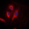Caspase Recruitment Domain Family Member 6 antibody, orb215326, Biorbyt, Immunofluorescence image 