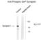 Synapsin I antibody, XPS-1025, ProSci, Western Blot image 