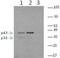 Caspase 4 antibody, 14-9935-82, Invitrogen Antibodies, Western Blot image 