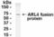 ADP Ribosylation Factor Like GTPase 4A antibody, NB100-75457, Novus Biologicals, Western Blot image 