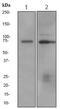 CREB Regulated Transcription Coactivator 3 antibody, ab91654, Abcam, Western Blot image 
