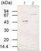 Transglutaminase 3 antibody, AM10224PU-N, Origene, Western Blot image 