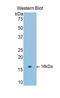 Serpin Family A Member 6 antibody, LS-C294096, Lifespan Biosciences, Western Blot image 