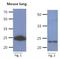 Cellular Repressor Of E1A Stimulated Genes 1 antibody, NBP2-42689, Novus Biologicals, Western Blot image 