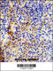 Joining Chain Of Multimeric IgA And IgM antibody, 62-317, ProSci, Immunohistochemistry paraffin image 