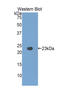 Pannexin 1 antibody, LS-C295750, Lifespan Biosciences, Western Blot image 