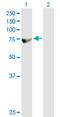 ZFP37 Zinc Finger Protein antibody, H00007539-B01P, Novus Biologicals, Western Blot image 