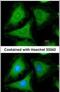 Tyrosine 3-Monooxygenase/Tryptophan 5-Monooxygenase Activation Protein Gamma antibody, PA5-29690, Invitrogen Antibodies, Immunofluorescence image 