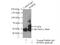 BTB Domain Containing 6 antibody, 13776-1-AP, Proteintech Group, Immunoprecipitation image 